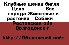 Клубные щенки бигля › Цена ­ 30 000 - Все города Животные и растения » Собаки   . Ростовская обл.,Волгодонск г.
